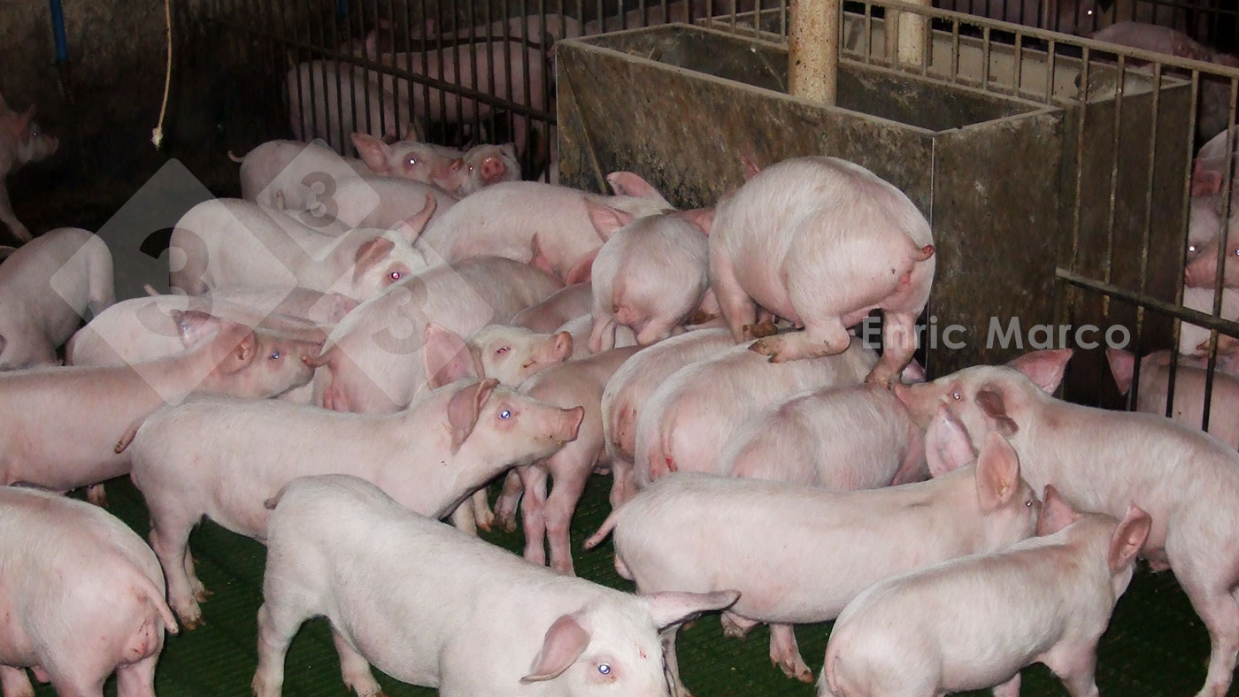 <p>Photo 4. An out-of-feed&nbsp;event&nbsp;in a nursery.</p>
